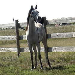 Heritage C Progeny